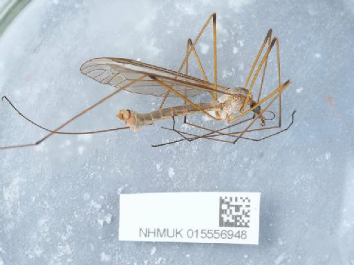 Tipula (Tipula) oleracea Linnaeus, 1758 - 015556948_2