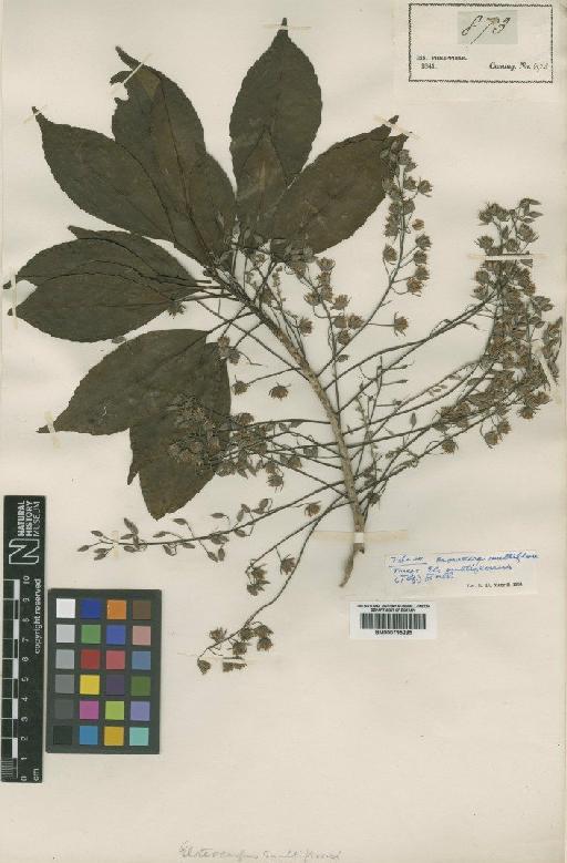 Elaeocarpus multiflorus (Turcz.) Fern.-Vill. - BM000795285