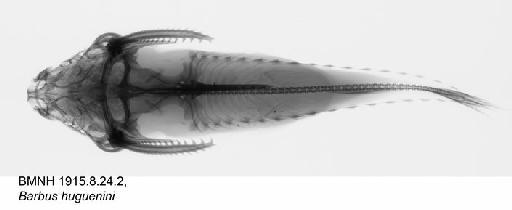 Barbus huguenini Bleeker, 1853 - BMNH 1915.8.24.2, Barbus huguenini, Radiograph