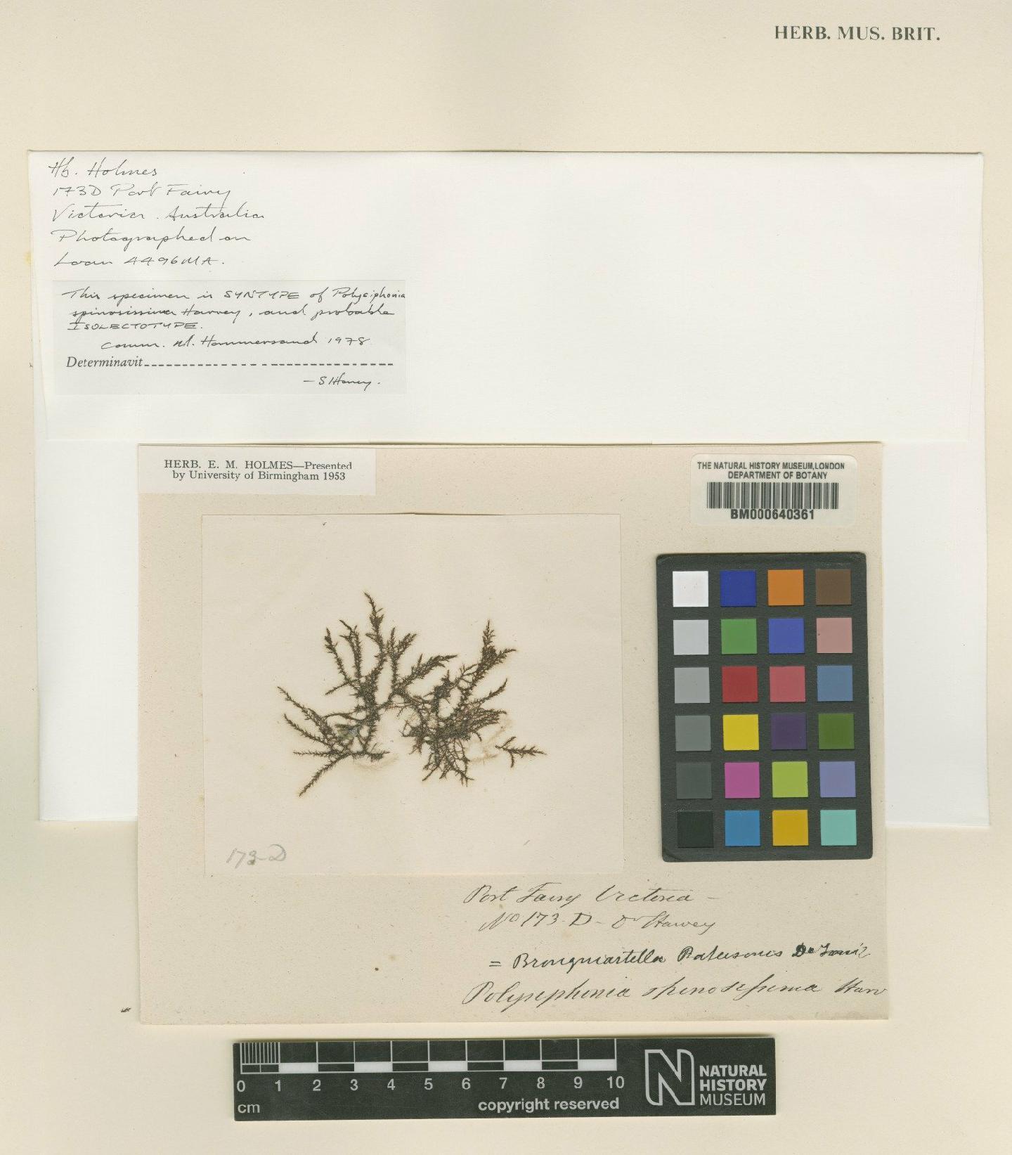 To NHMUK collection (Diplocladia patersonis (Sond.) Kylin; Syntype; NHMUK:ecatalogue:4792983)