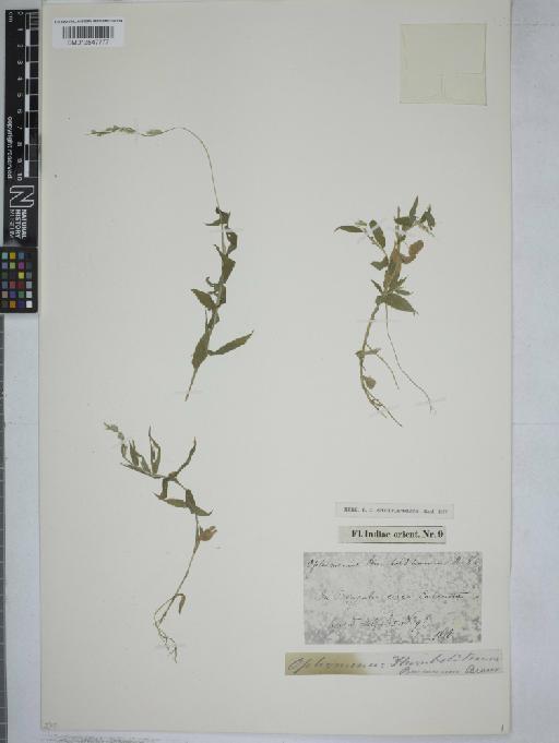 Oplismenus burmanni (Retz.) P.Beauv. - 012547777