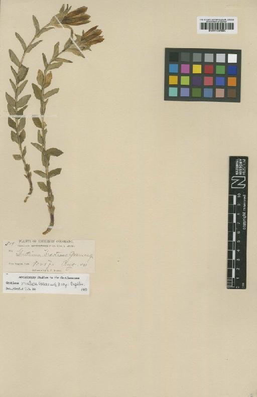 Gentiana parryi Engelm. - BM001024880