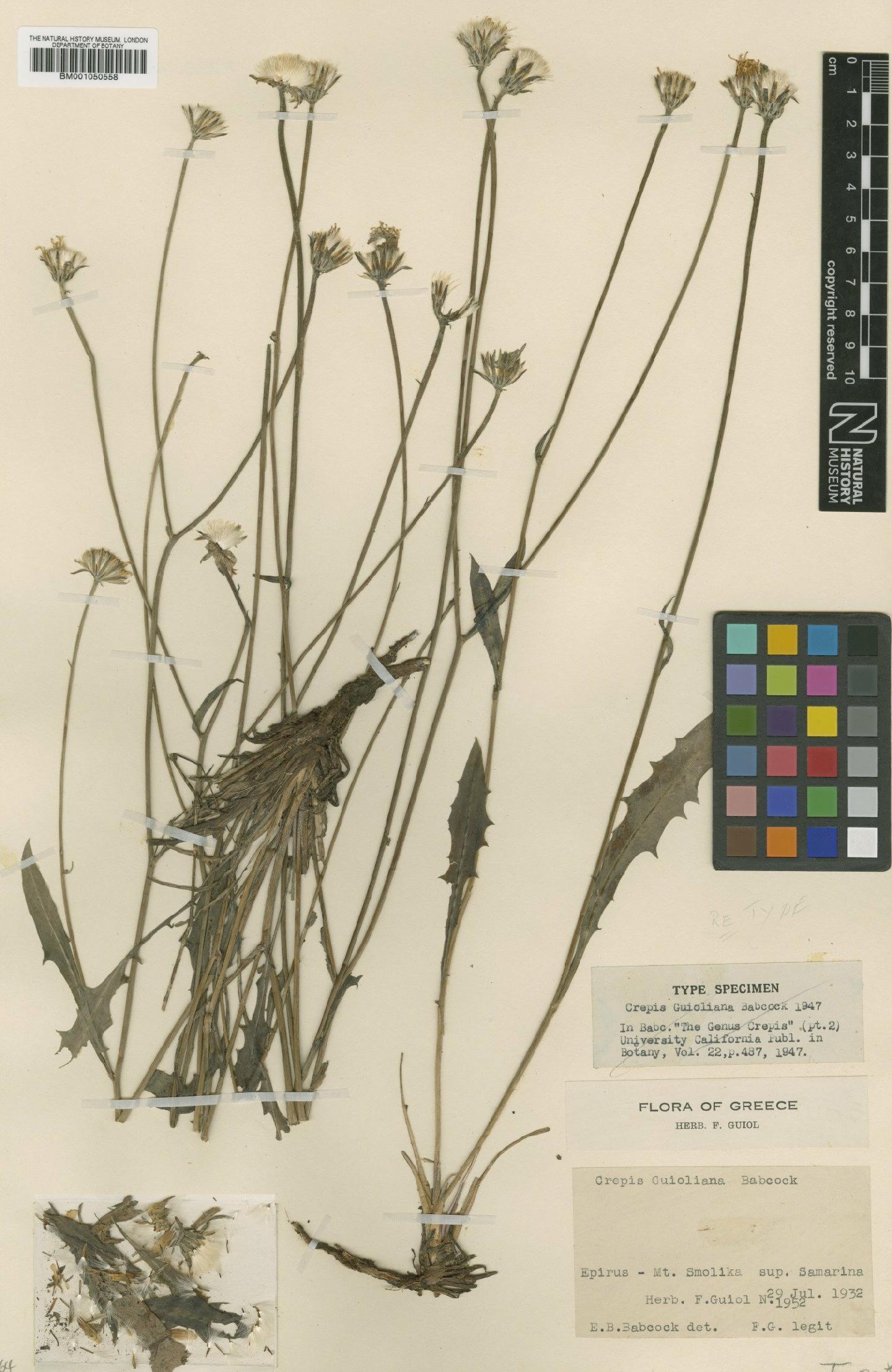 To NHMUK collection (Crepis guioliana Babc.; Type; NHMUK:ecatalogue:2395694)