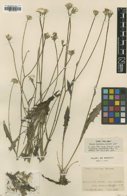 Crepis guioliana Babc. - BM001050558