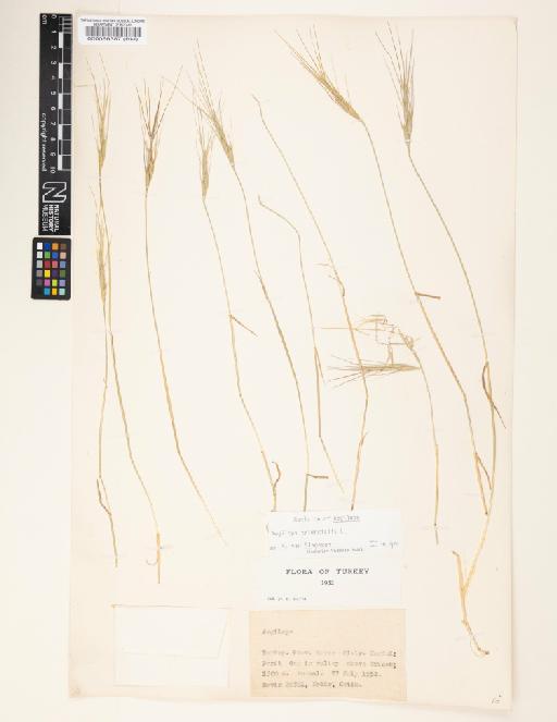 Aegilops triuncialis L. - 000086387