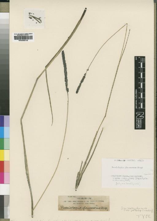 Sacciolepis glaucescens Stapf - BM000923160