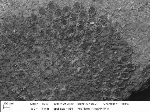 Callopora lineata (Linnaeus, 1767) - Callopora_lineata_msj05475