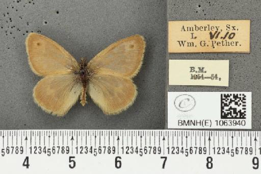 Coenonympha pamphilus ab. brunnescens Leeds, 1950 - BMNHE_1063940_25055