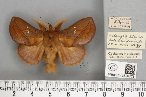 Euthrix potatoria ab. extrema Tutt, 1902 - BMNHE_1528371_196891