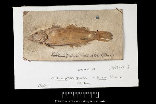 Euctenogobius striatus Day, 1868 - BMNH 1975.9.30.23, SYNTYPE, Euctenogobius striatus