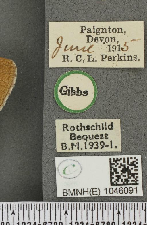 Aphantopus hyperantus (Linnaeus, 1758) - BMNHE_1046091_label_22651