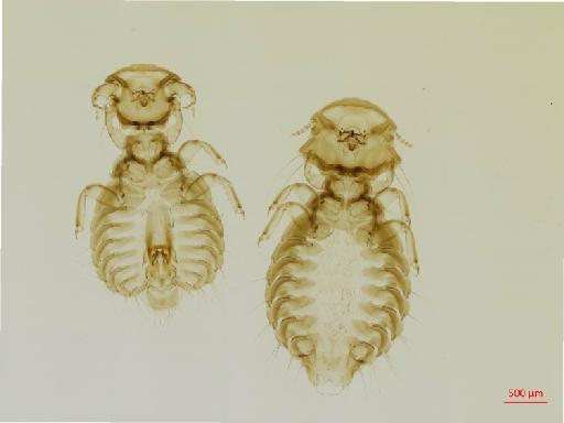 Goniodes sinensis Emerson & Stojanovich, 1964 - 010677047__2017_08_07-Scene-1-ScanRegion0