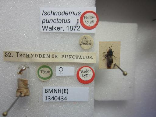 Ischnodemus punctatus Walker, 1872 - Ischnodemus punctatus-BMNH(E)1340434-Holotype female dorsal & labels1