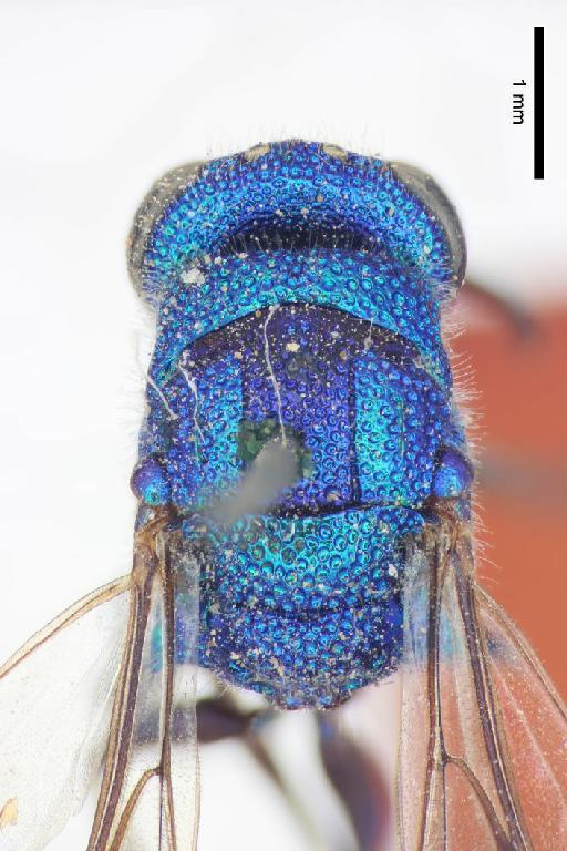 Chrysis flexilateralis Linsenmaier, 1968 - Chrysis_flexilateralis-BMNH(E)#970881_type-dorsal-2_5X