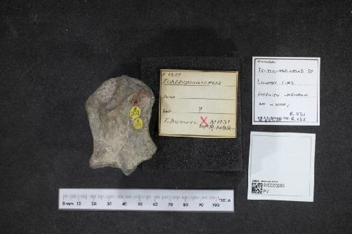 Ichthyosaurus De la Beche & Conybeare, 1821 - 010020265_L010040134