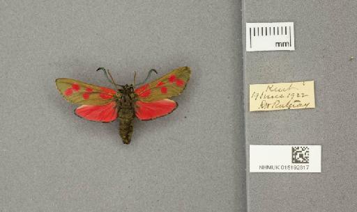 Zygaena (Zygaena) filipendulae stephensi Dupont, 1900 - 015192817_775459_1085133