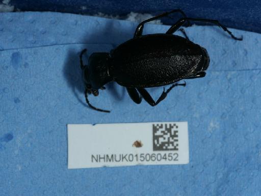 Carabus (Mesocarabus) problematicus Herbst, 1786 - 015060452_9