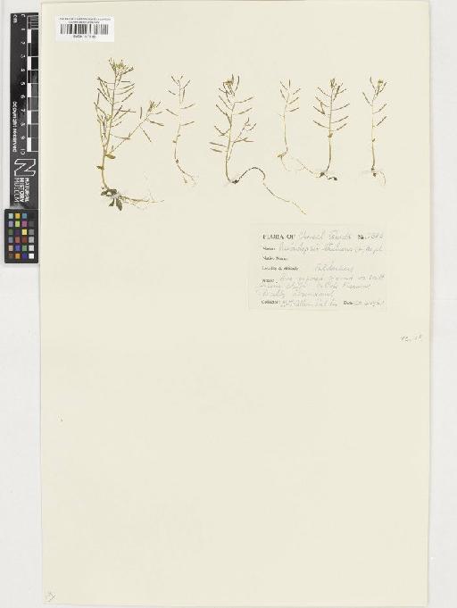 Arabidopsis thaliana (L.) Heynh. - BM001117518