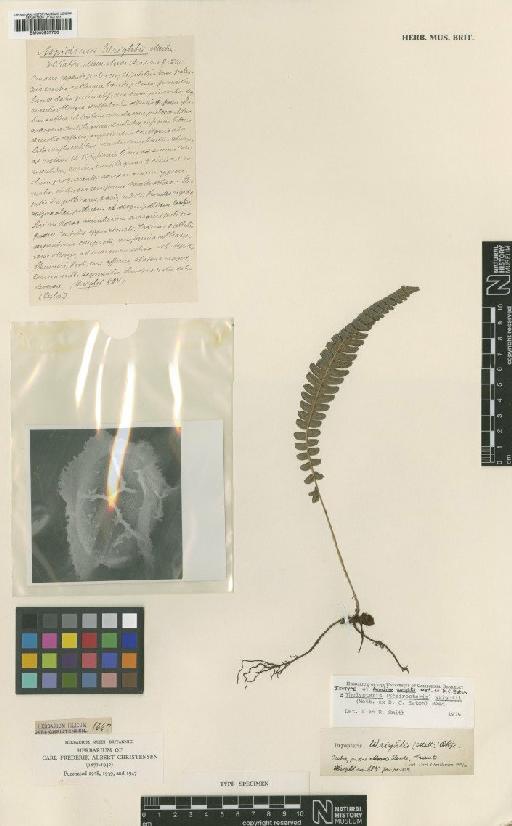 Steiropteris wrightii (Mett. & D.C.Eaton ex) Pic.Serm. - BM000937736