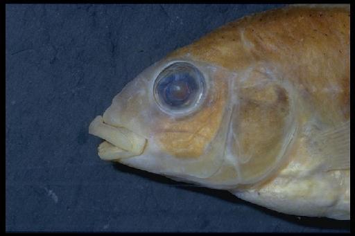 Haplochromis xenognathus Greenwood, 1957 - Haplochromis xenognathus; 1956.10.9.174
