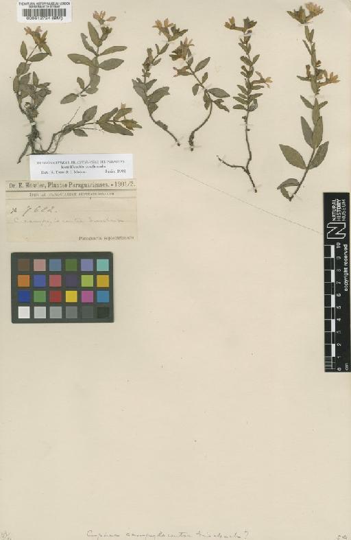 Cuphea campylocentra Griseb. - BM000512724