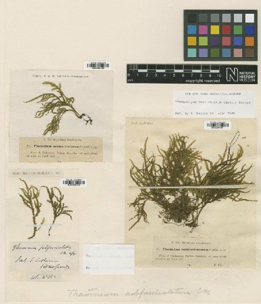 Thamnobryum fasciculatum (Hedw.) Sastre - BM000961499_a