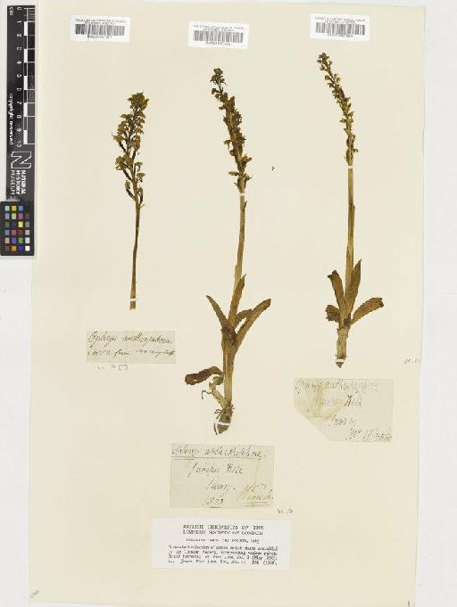 Orchis anthropophora (L.) All. - BM001057303