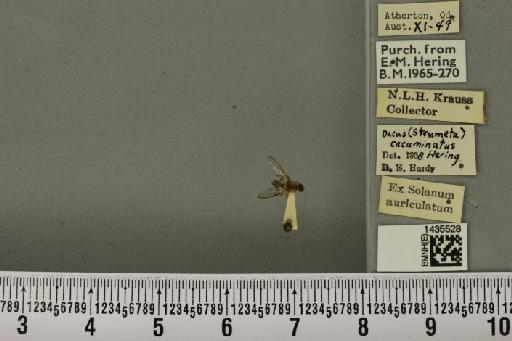 Bactrocera (Bactrocera) cacuminata (Hering, 1941) - BMNHE_1435528_28539