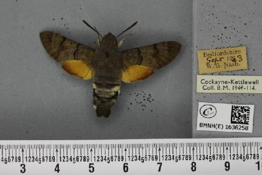 Macroglossum stellatarum (Linnaeus, 1758) - BMNHE_1636258_205970