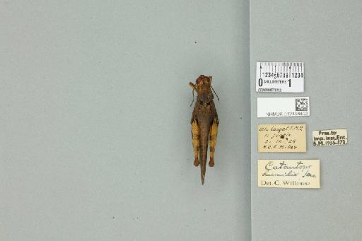 Xenocatantops humilis humilis (Serville, 1838) - 012498402_73415_91513