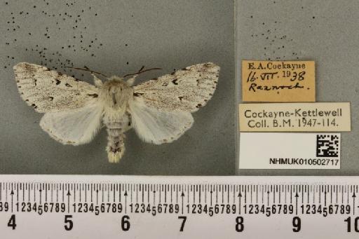 Acronicta leporina ab. bimacula Maassen, 1871 - NHMUK_010502717_560753