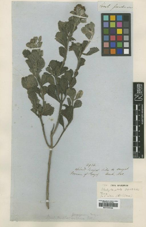 Stachytarpheta villosa (Pohl) Cham. - BM000885098