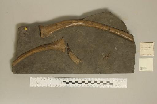 Eurycleidus arcuatus (Owen, 1840) - 010035464_L010221570