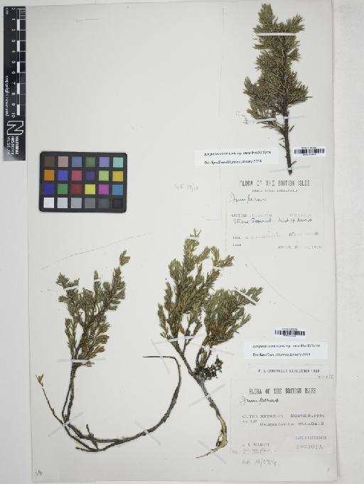 Juniperus communis subsp. nana (Hook.) Syme - 001154035