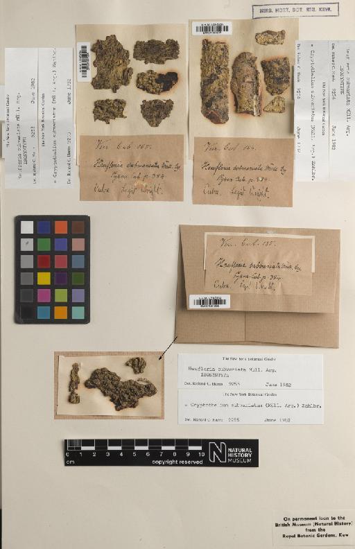 Cryptothelium subvariatum (Müll.Arg.) Zahlbr. - BM001097204.tif