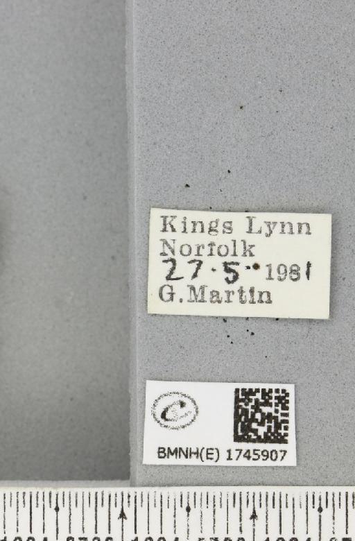 Xanthorhoe fluctuata fluctuata (Linnaeus, 1758) - BMNHE_1745907_label_309743