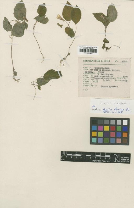 Achimenes obscura Morton - BM000992242