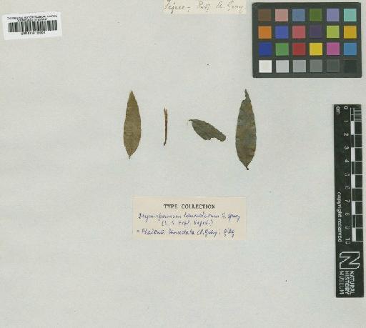 Phaleria lanceolata Gilg - BM001015601