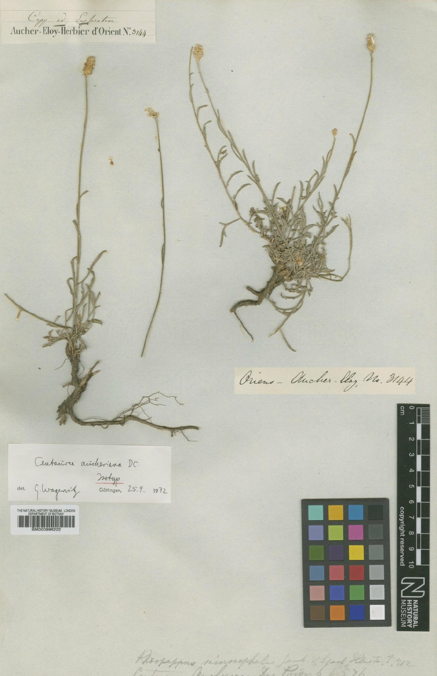 To NHMUK collection (Centaurea aucheriana DC.; Isotype; NHMUK:ecatalogue:480215)