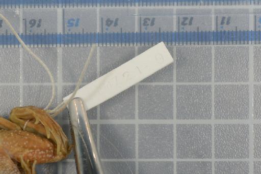 Ptychadena cooperi - 1947.2.1.9_Image004