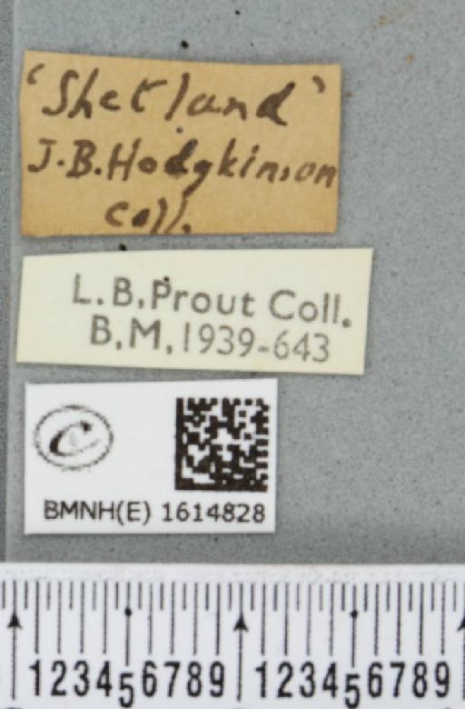 Epirrhoe alternata obscurata (South, 1888) - BMNHE_1614828_label_373760