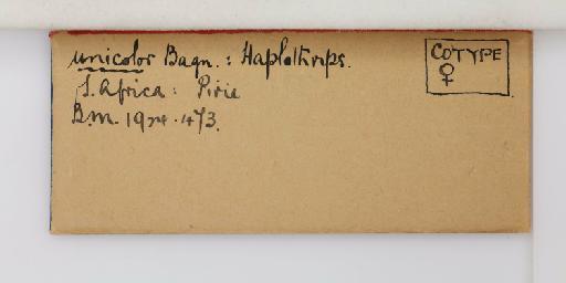 Haplothrips (Trybomiella) unicolor Bagnall, 1919 - 014744001_additional