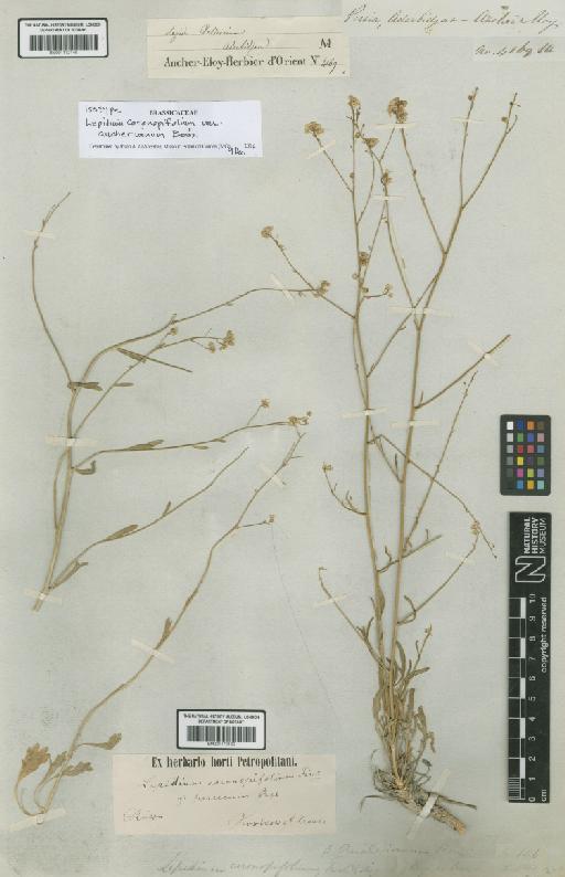 Lepidium coronopifolium var. aucherianum Boiss. - BM001172146