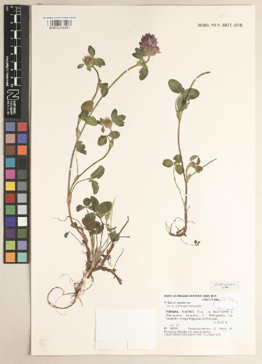 Trifolium pratense L. - 014636885