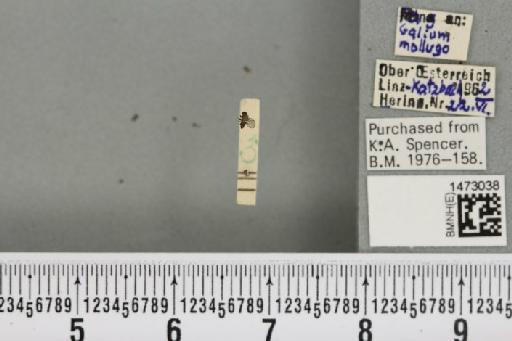 Chromatomyia fuscula (Zetterstedt, 1838) - BMNHE_1473038_48311