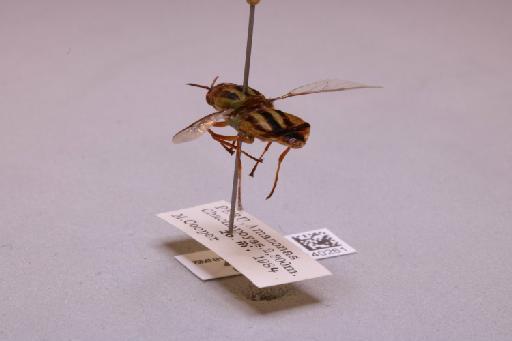 Odontomyia Meigen, 1803 - 013740261_additional_2