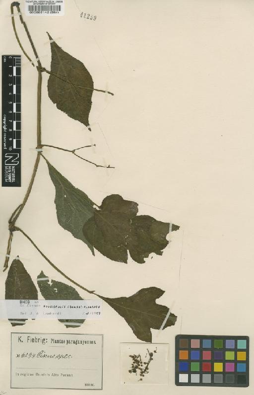 Cissus sulcicaulis (Baker) Planch. - BM000089142