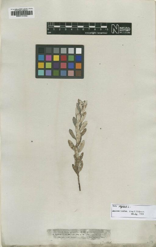 Salix repens L. - BM001041963