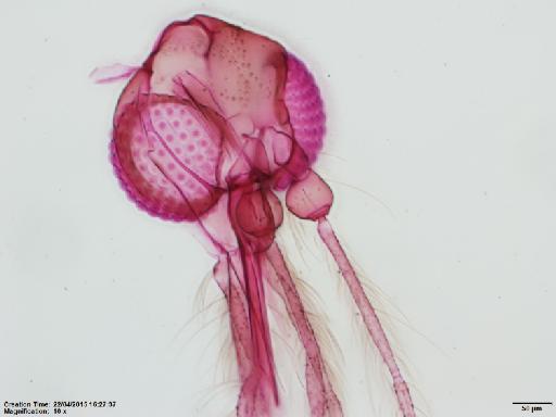 Lutzomyia (Nyssomyia) ylephiletor Fairchild & Hertig, 1952 - Lutzomyia_ylephiletor-BMNH(E)1251315_PT-male_head-10x.tif