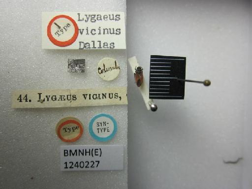 Lygaeus vicinus Dallas, 1852 - Lygaeus vicinus-BMNH(E)1240227-Syntype  dorsal & labels 1